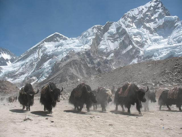 Yakarna på väg ner från Everest BC