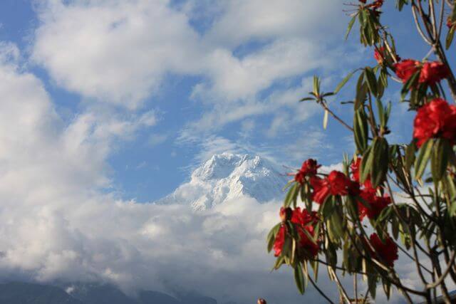 Rhododendrona ramade vackert in Annapurna South