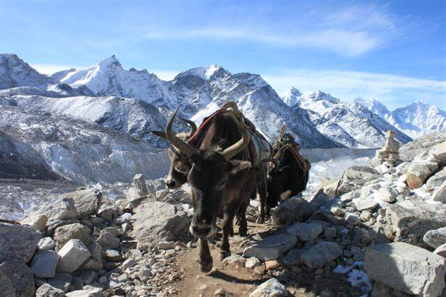 Jopkie (mix av yak och ko) karavan pa vag till Everest BC