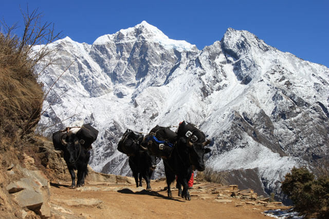 Yakar i Himalaya