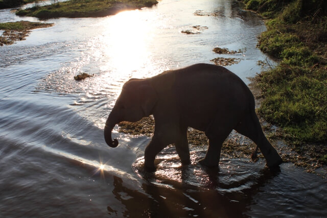 Elefant babyn fick följa med på safarin!